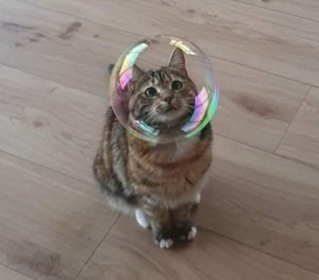 Кот с пузырем в носу