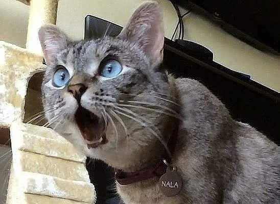 Кот удивлен