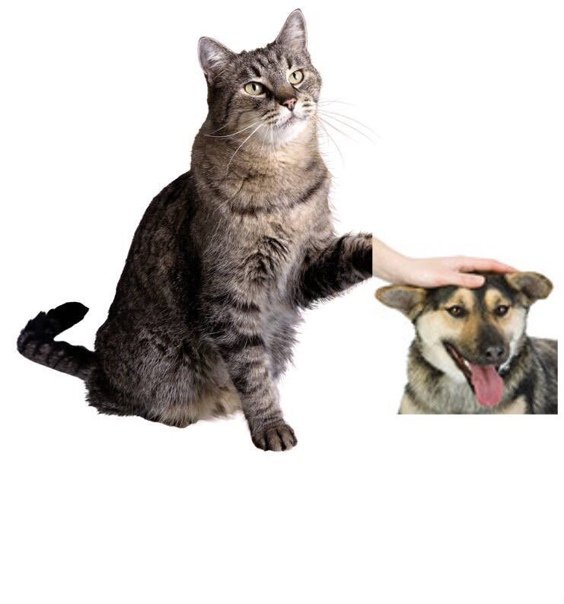 Кот гладит собаку
