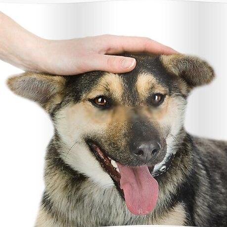 Гладит собаку