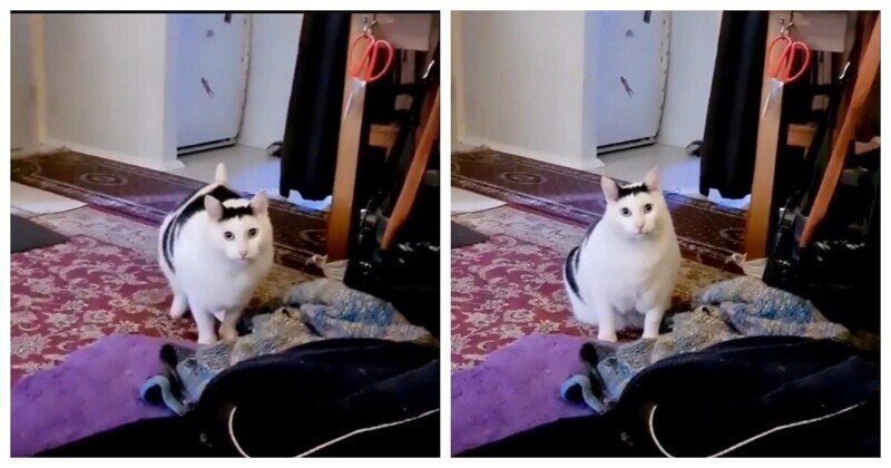 Кот из мема мяукает белый толстый