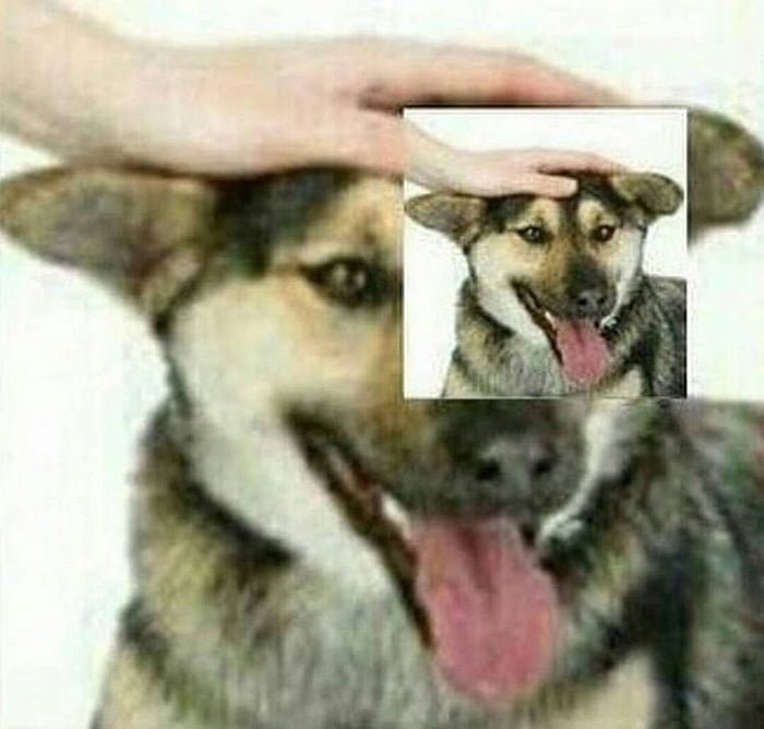 Гладит собаку