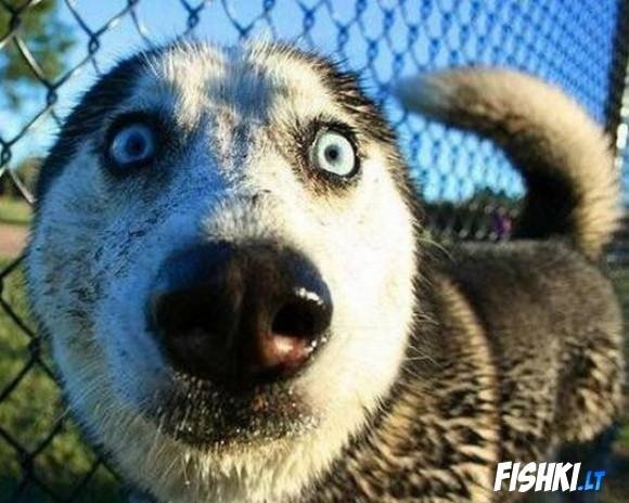 Собака с испуганными глазами