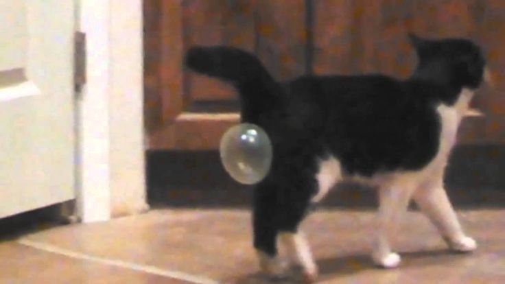 Мем кот с пузырем