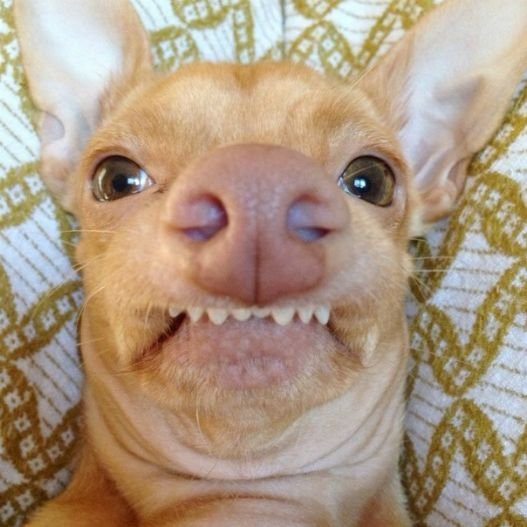 Лысая чихуахуа