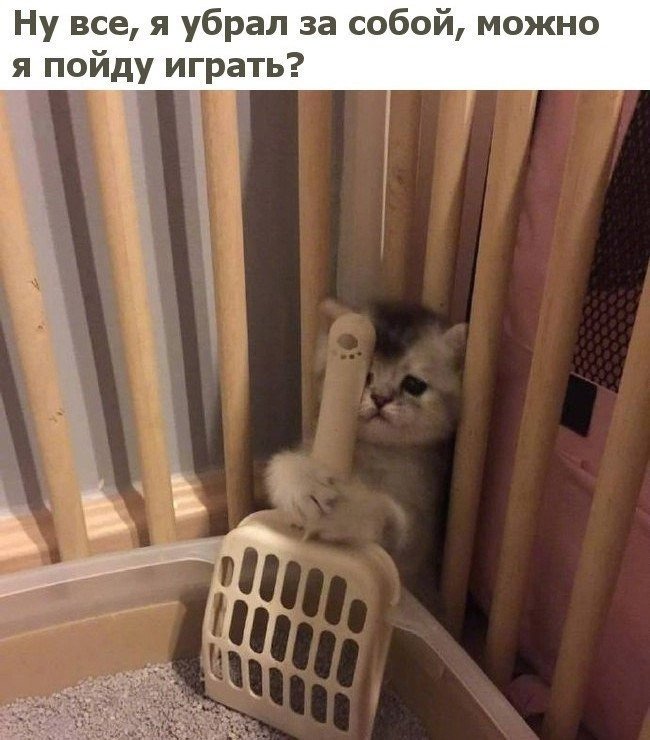 Кот накосячил