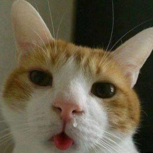 Котик с пузырем из носа