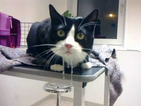 Кот слюнявит