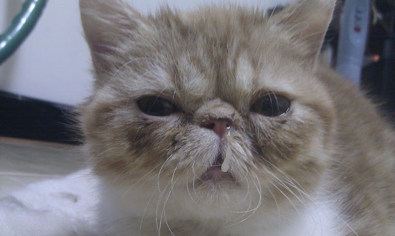 Сопливый котик