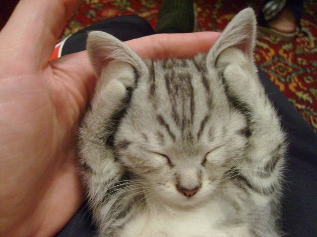 Котик закрыл ушки