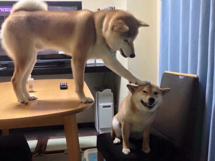 Собака троллит