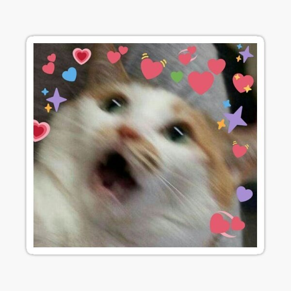 Милый котик Мем