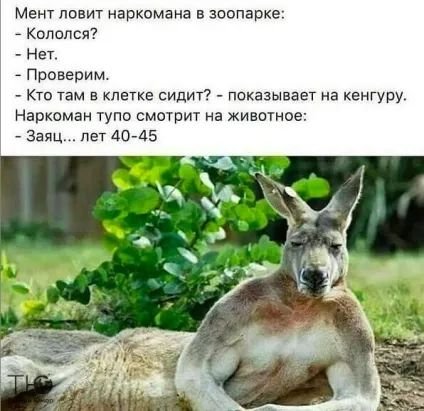 Анекдоты в картинках про животных