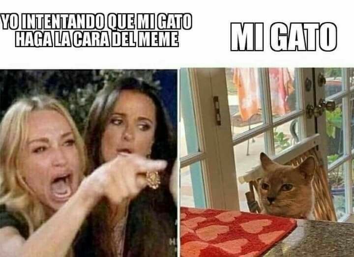 Девушки орут на кота