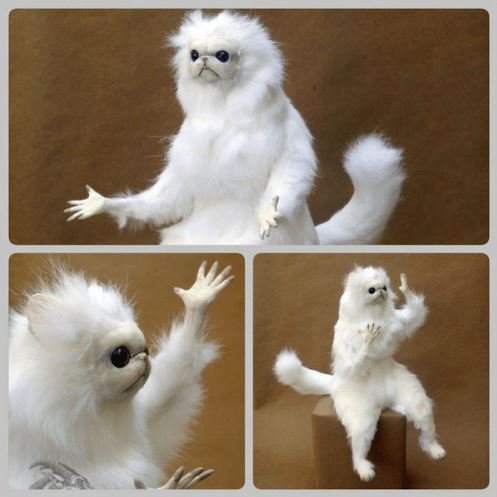 Белый кот Мем