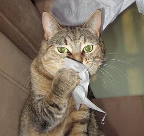 Сопливый кот