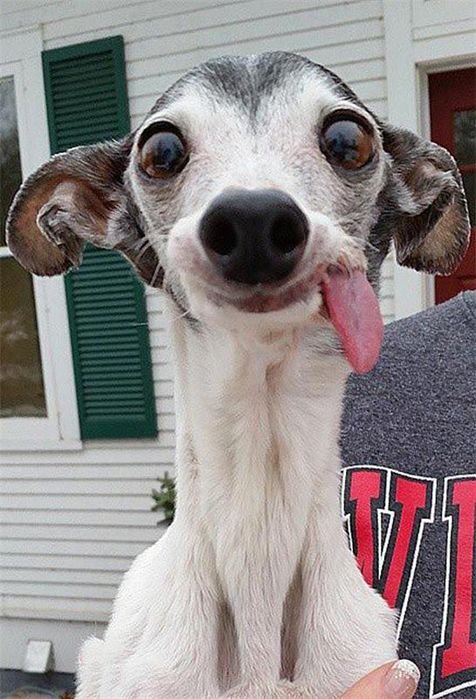 Левретка собака с высунутым языком