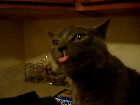 Кот смешной с соплей