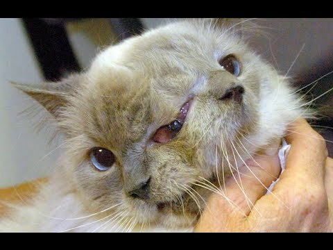 Кот Фрэнк и Луи