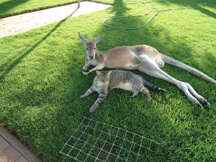 Смешные кенгуру