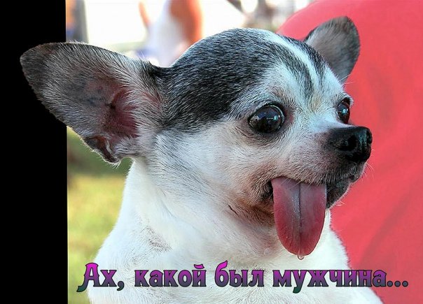 Собака с языком наружу