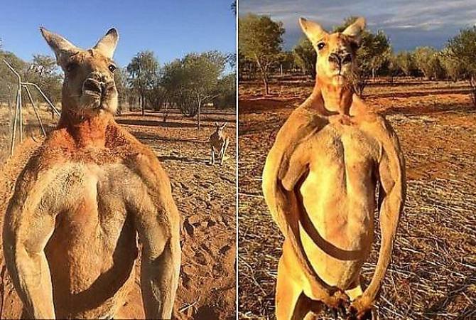 Накаченный кенгуру Роджер