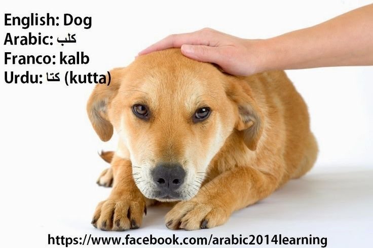 Собаку гладят по голове