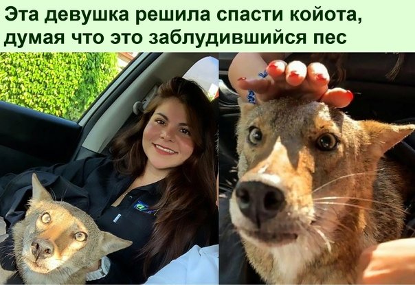 Женщина привезла волка к ветеринару