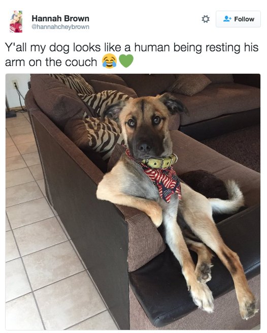 Опрос для собачников