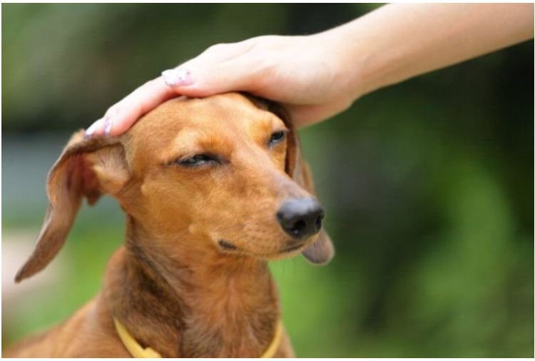 Собаку хвалят