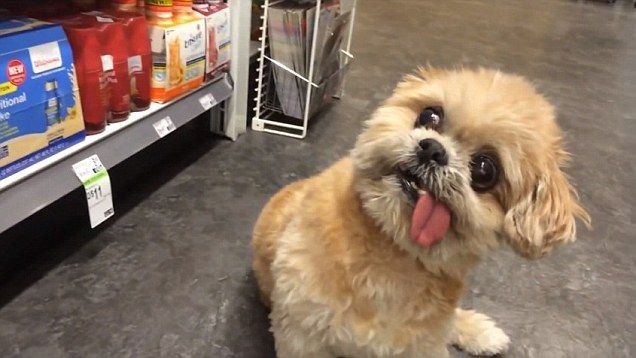 Сумасшедшая собака