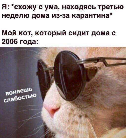 Воняешь слабостью с котом