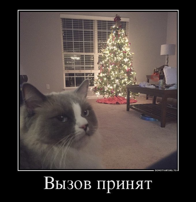 Мемы с котами и елками