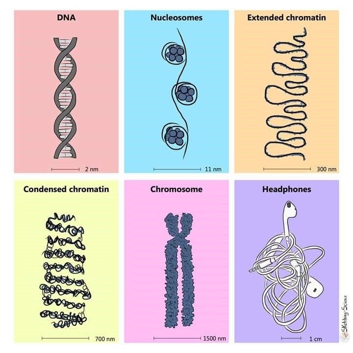 Шутки про генетику