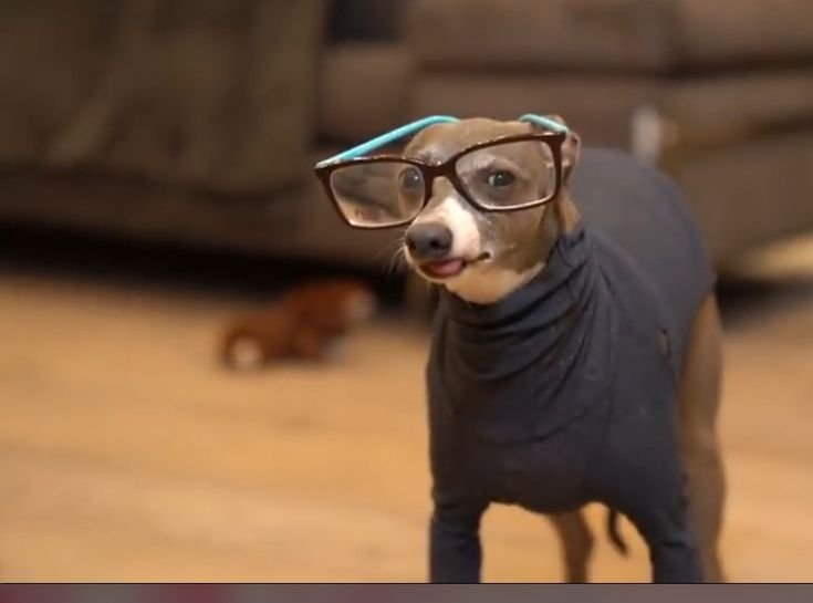 Собака Дженны Марблс Кермит