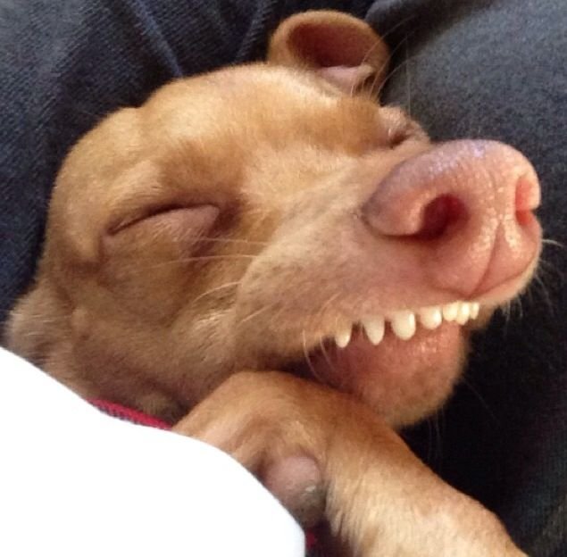 Спящие собаки