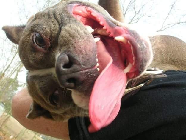 Угарные собаки