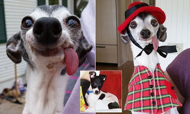 Левретка и китайская хохлатая