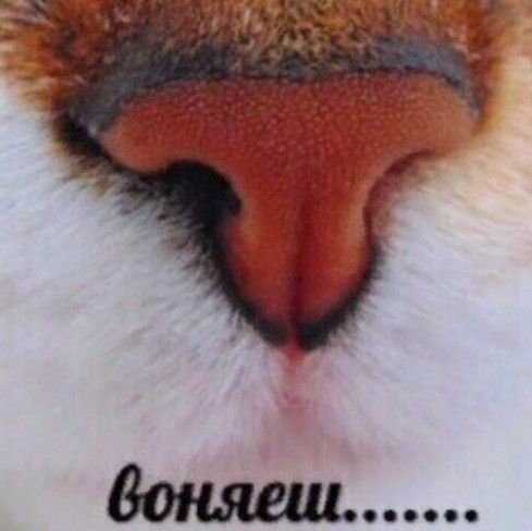 Кошачий носик