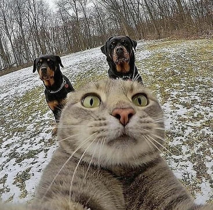 Селфи кота на фоне собак