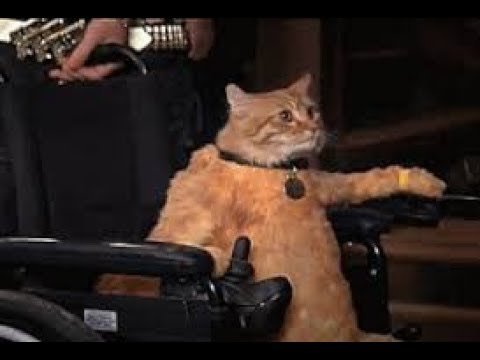 Кот инвалид