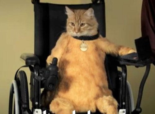 Котенок инвалид