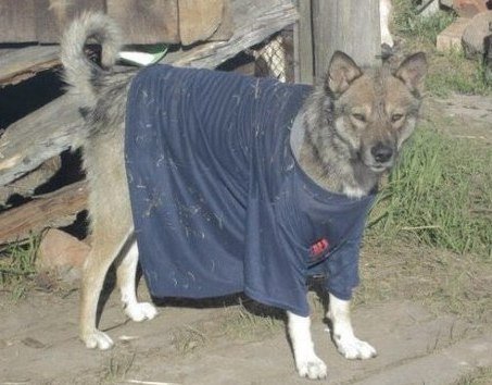 Собака в водолазке