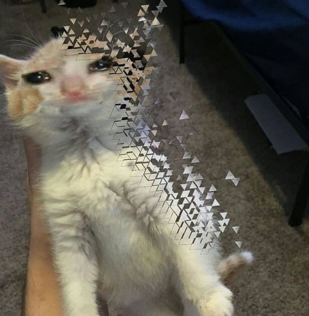 Кот растворяется