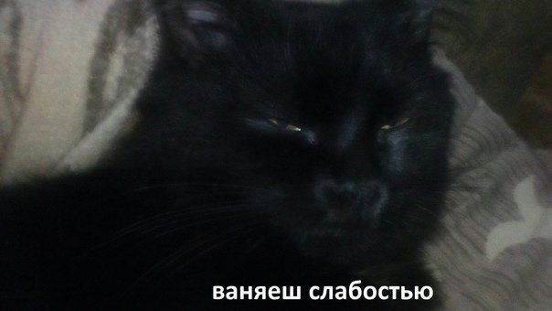 Пахнешь слабостью