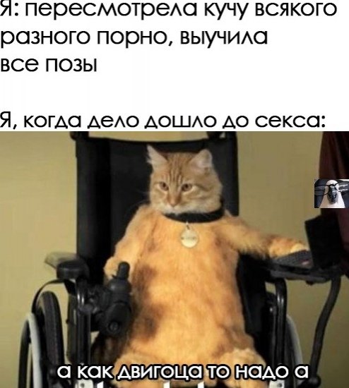 Кот на инвалидной коляске