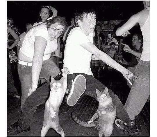 Коты на дискотеке