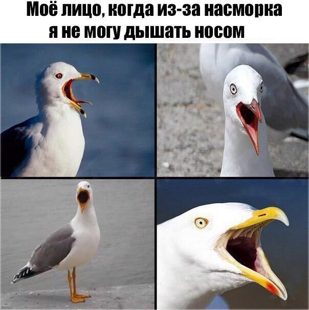 Чайка орет Мем