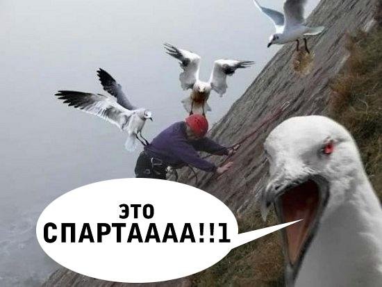 Чайки ты следующий