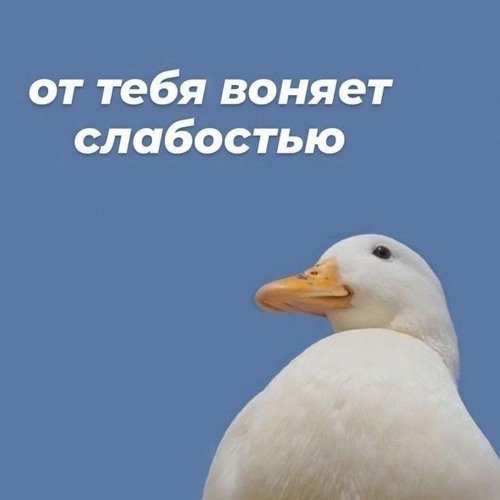 Пахнешь слабостью